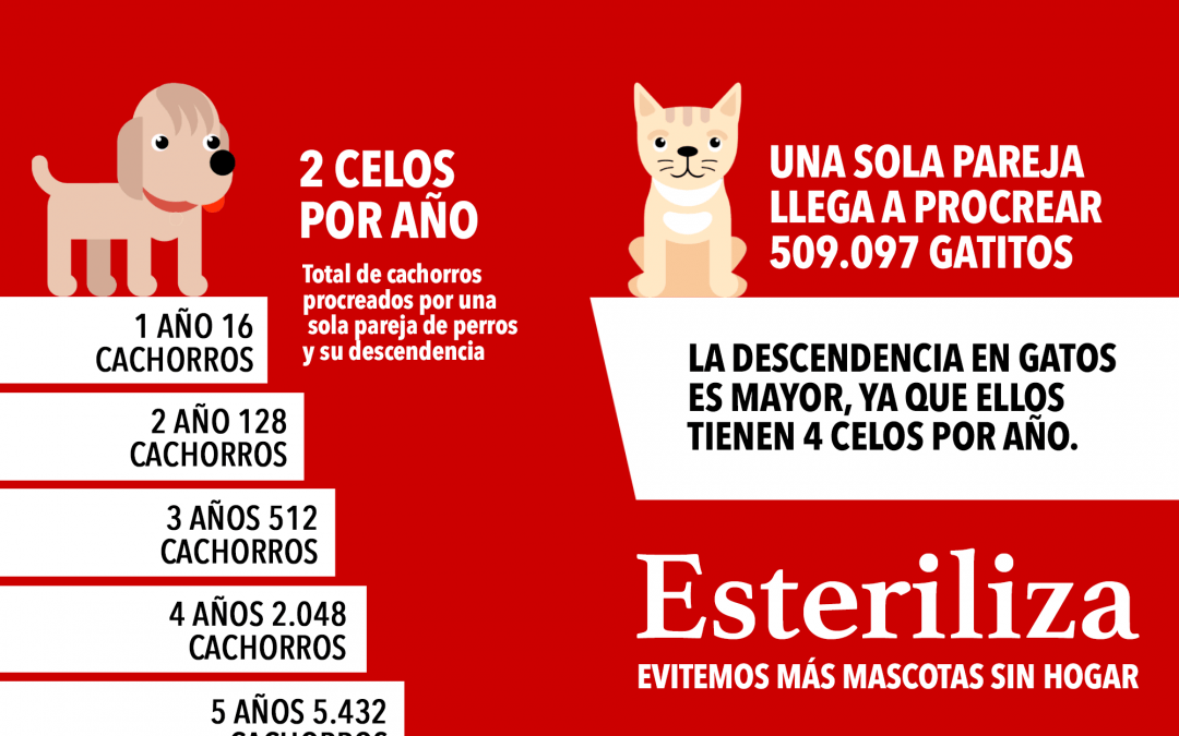 CICLOS DE REPRODUCCIÓN CANINA Y FELINA