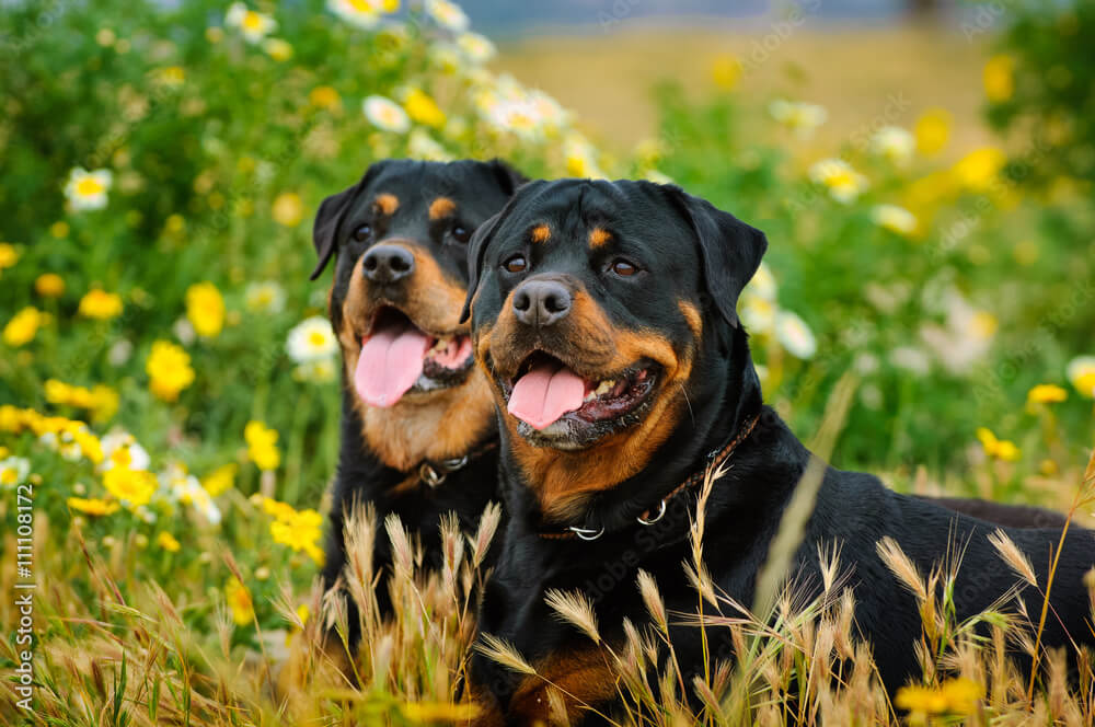 DOS ROTTWEILERS MÁGICAS